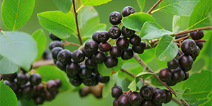 설악산 자락 아로니아 유기농 농장