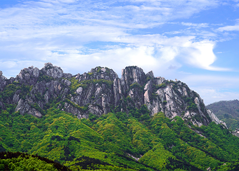 설악산 자락의 청정 자연과 아로니아