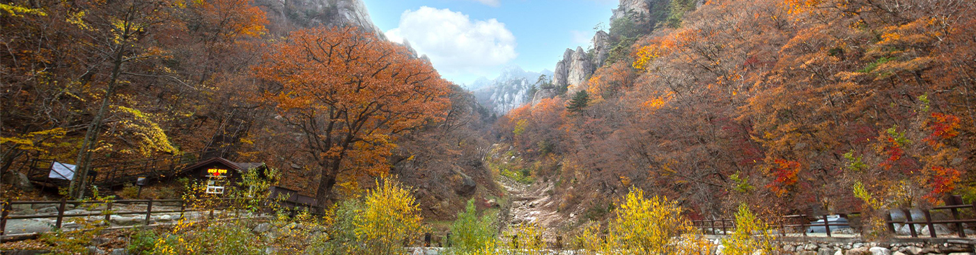 설악산 계단과 초록 이끼 이미지