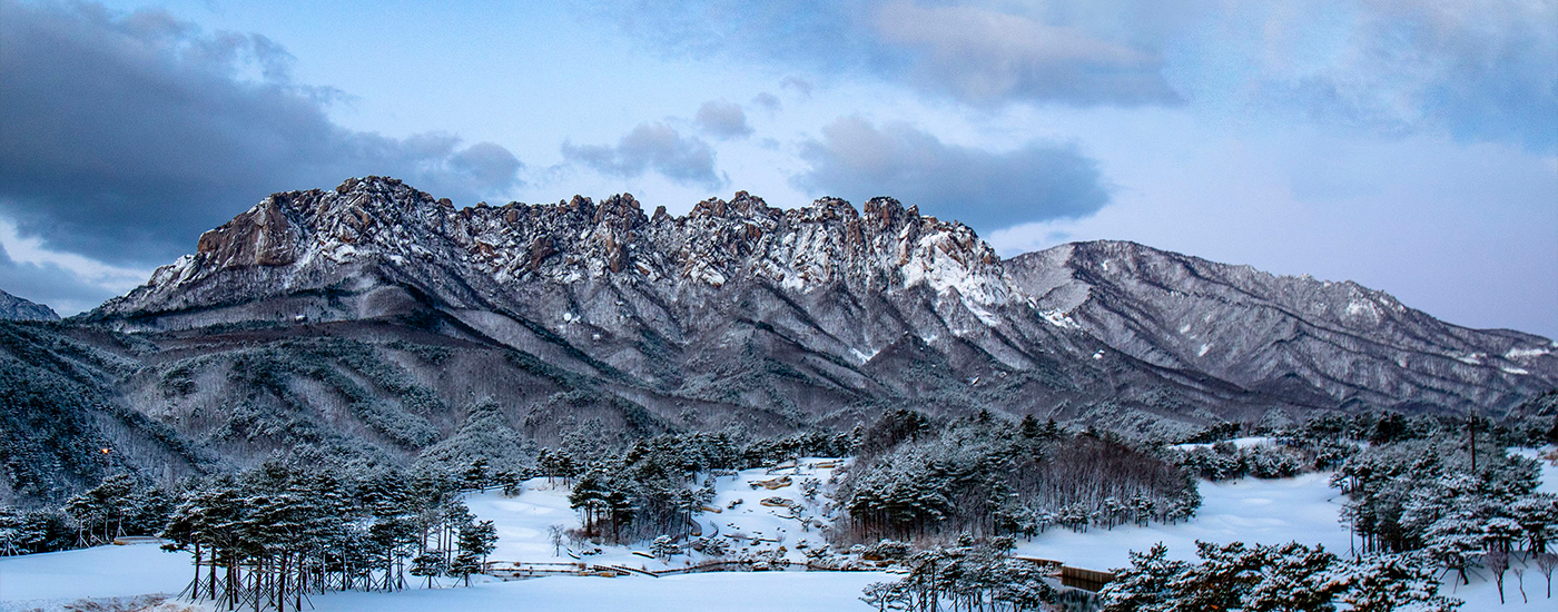 설악산 아로니아 농장
