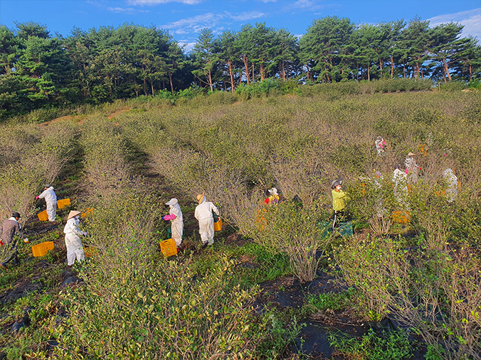 천연 미네랄 황토질 토양